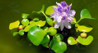 13º DÍA NACIONAL DE LOS JARDINES BOTÁNICOS 2018 EN LA UNAM