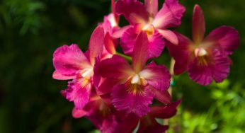 EXPO DE ORQUÍDEAS DE PRIMAVERA EN CASA DEL RISCO